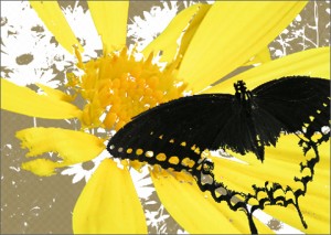 graphic-design-butterfly
